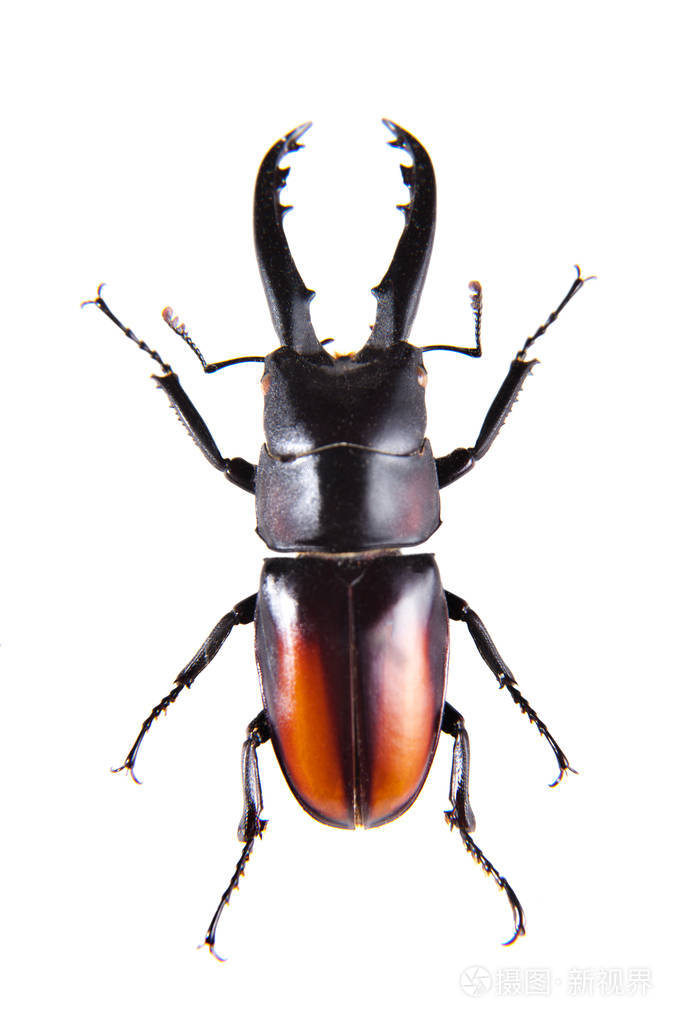 在白色背景上的鹿角甲虫