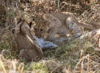在博茨瓦纳, 狮子幼崽试图吃掉被母亲杀害的长颈鹿。
