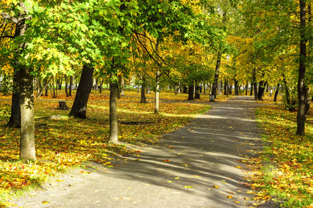 秋天枫树公园的阳光小道