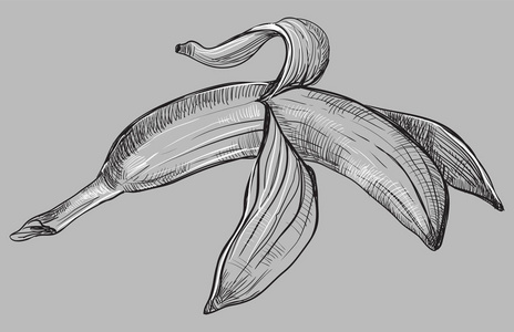 手拉的水果香蕉。灰色背景下的矢量单色插图