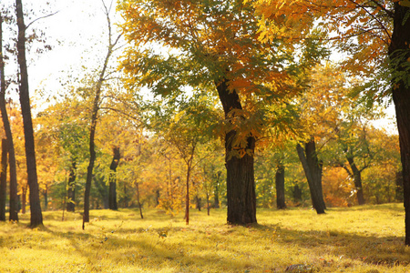 美丽的树木与五颜六色的叶子在公园里。秋天风景