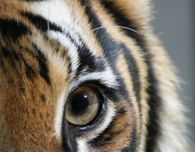 虎的眼睛图片欣赏图片