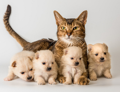 猫和狗在工作室里