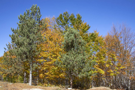 有金色黄色和棕色秋叶的树。在前景中, 一片草地上覆盖着枯叶和绿色的针叶树。希腊