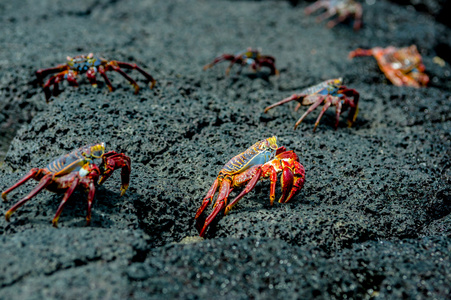 红蟹在岩石 galpagos 群岛