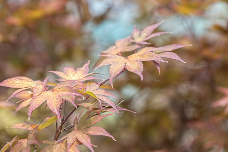 枫叶在秋天