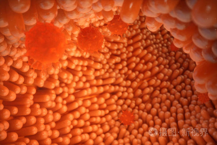 3d图示小肠绒毛肠道衬里显微绒毛和毛细血管人类肠道病毒感染引起慢性