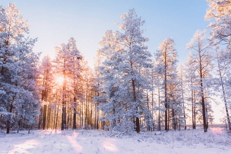 松树和太阳的冬季森林景观