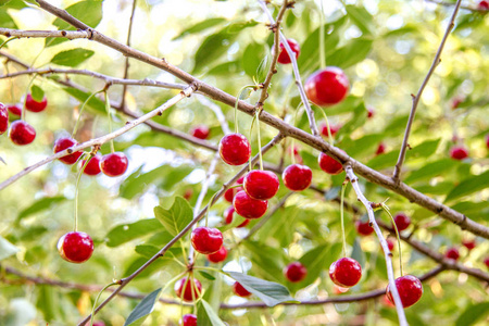 在花园树上的红色成熟樱桃的形象