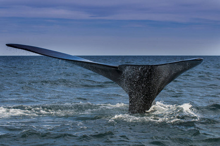露脊鲸, 巴塔哥尼亚, 阿根廷