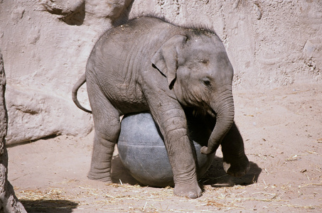 小象看守她的玩具球生物公园动物园，新墨西哥
