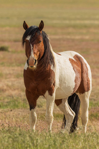夏季犹他州沙漠中的一匹雄伟的野马