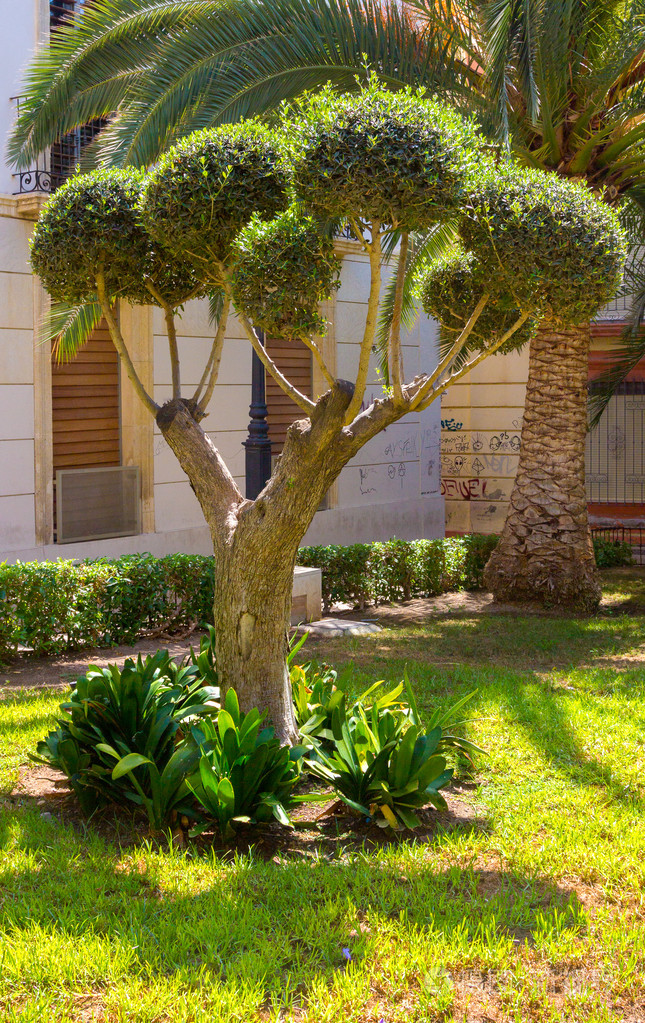 在公园里修剪的树球