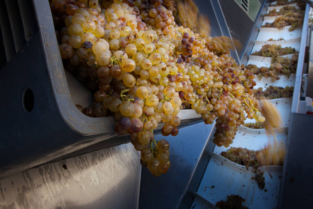 Bolgheri, 托斯卡纳, 意大利Bolgheri 红白葡萄酒受控原产地面额的葡萄园的收获和照料