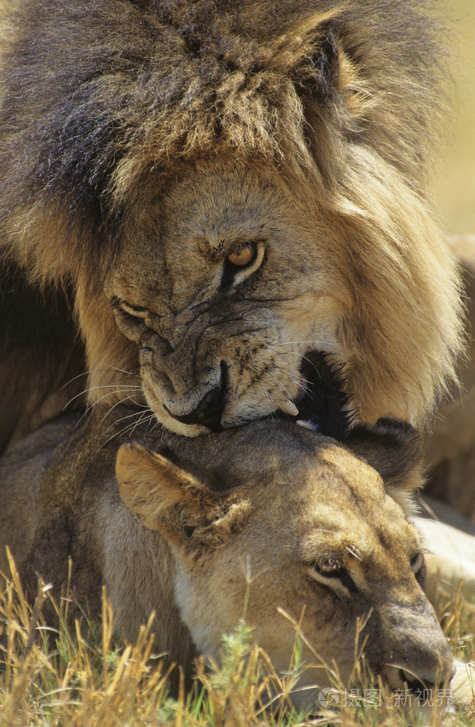 在大草原上雄狮咬母狮