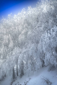 在阳光明媚的日子里看到一座白雪皑皑的森林