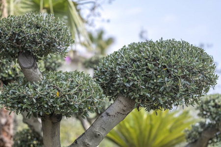 园林植物在花园里