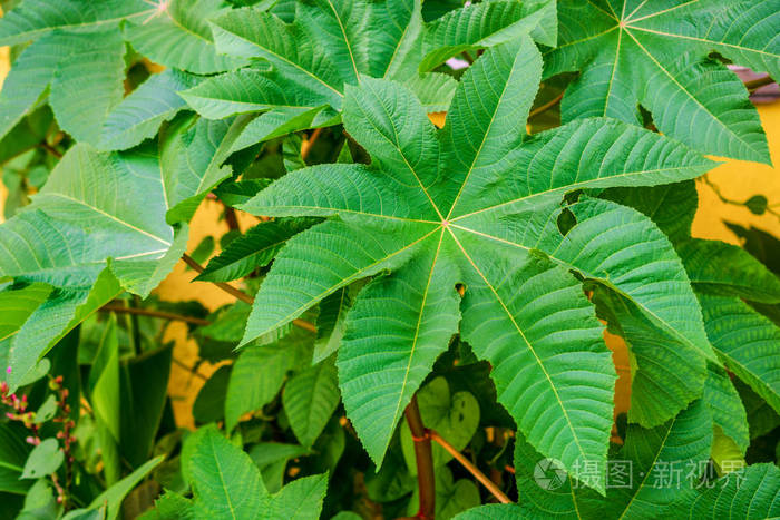 一种奇异植物的绿叶 呈圆形图案 自然背景 特写照片 正版商用图片08w2b0 摄图新视界
