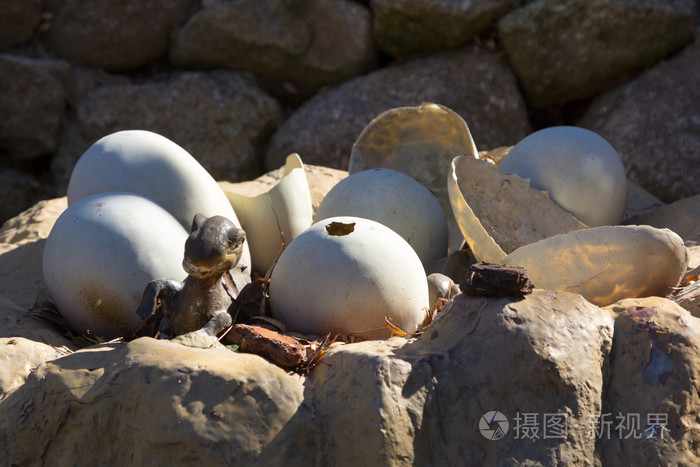 刚孵出的恐龙蛋