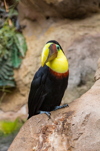 巨嘴鸟ramphastos toco