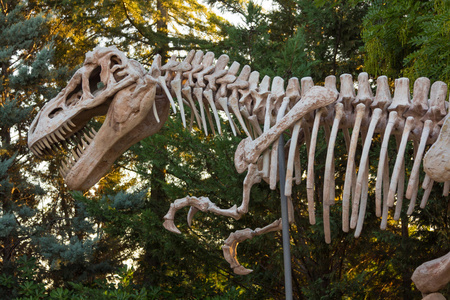 霸王龙的一只恐龙的骨架图片