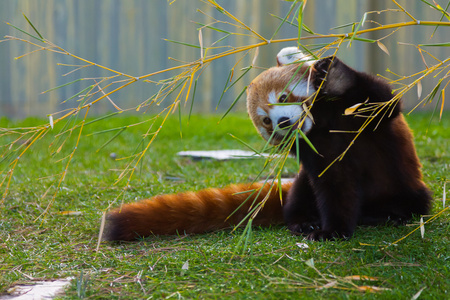 熊猫红色或较小的熊猫小猫