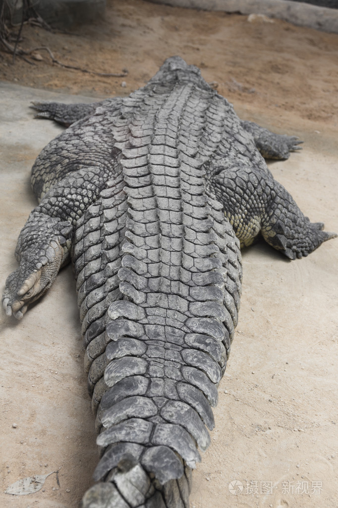 一条巨大的尼罗河鳄鱼的细节(crocodylusniloticus)