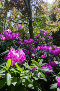在德国南部历史城市公园的粉红色霍滕西亚春季日