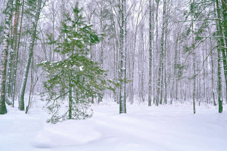 冰冻的冬季森林与雪覆盖了树图片