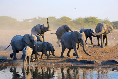 一群大象在埃托沙水洞