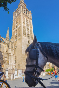 马车在塞维利亚，西班牙著名 Giralda 旁边的马