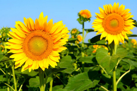 向日葵在田野里。黄色的夏日花朵。阳光