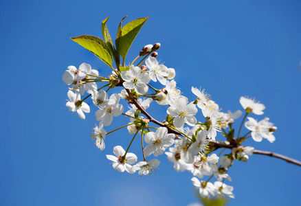 现在是春天。樱花树樱花不仅是一朵美丽的景象, 还有芬芳, 白色的花朵点缀着城乡景观