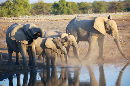 一群大象在埃托沙水洞