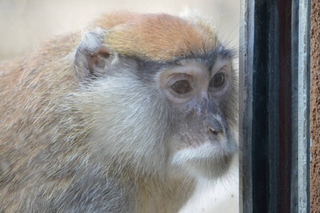 Patas 猴子透过窗户看
