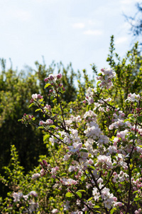 苹果开花在 blueksy 背景在一个阳光明媚的春天日在德国南部