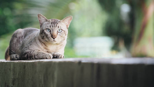 猫在房子的墙上。灰色条纹猫看照相机