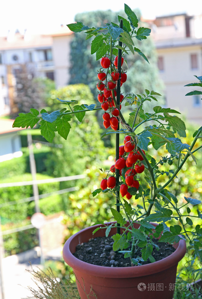 在房子的阳台上种植的樱桃类型番茄锅