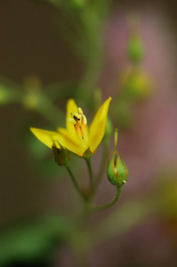 朵小黄花图片