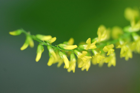 朵小黄花图片