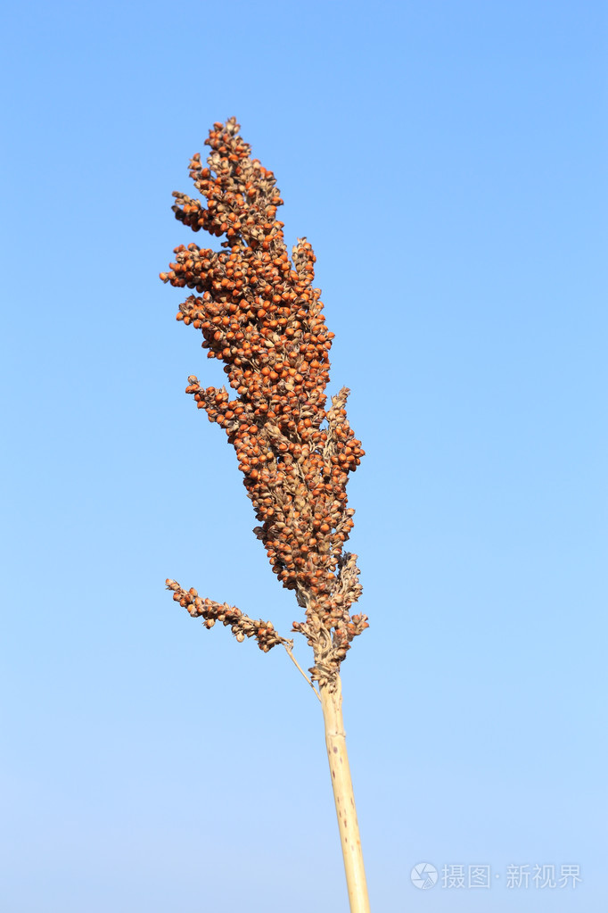 高粱属两色蜀黍植物照片 正版商用图片08wamx 摄图新视界