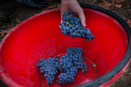 Bolgheri, 托斯卡纳, 意大利Bolgheri 红白葡萄酒受控原产地面额的葡萄园的收获和照料