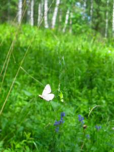 斯维尔德洛夫斯克地区奥伦伊溪自然公园里的蝴蝶卷心菜蜘蛛
