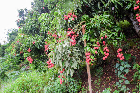 荔枝在树, 果子亚洲泰国