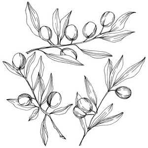 橄榄树在向量样式隔离。黑白雕刻水墨艺术