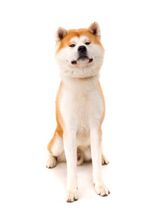 秋田 inu