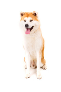 秋田 inu