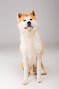 秋田 inu