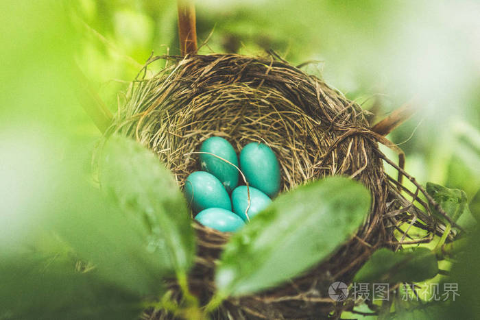 春巢中的知更鸟蛋