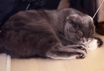 年轻可爱的猫咪在木地板上玩。英国短毛猫纯种小猫，蓝灰色的皮毛